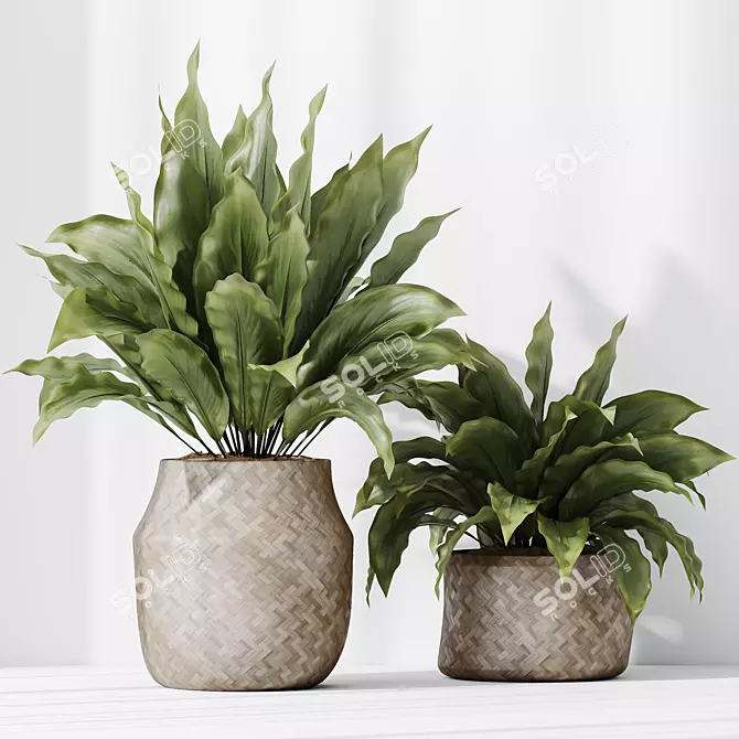 Domino Variegated Peace Lily Set 3D model image 2