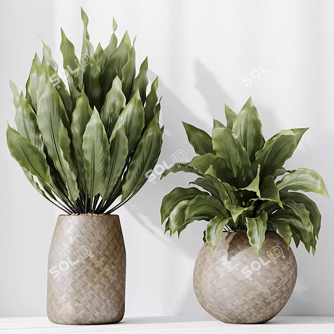 Domino Variegated Peace Lily Set 3D model image 3