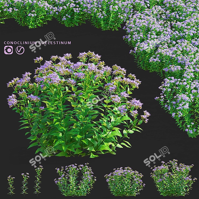 Conoclinium coelestinum Flower Set 3D model image 1