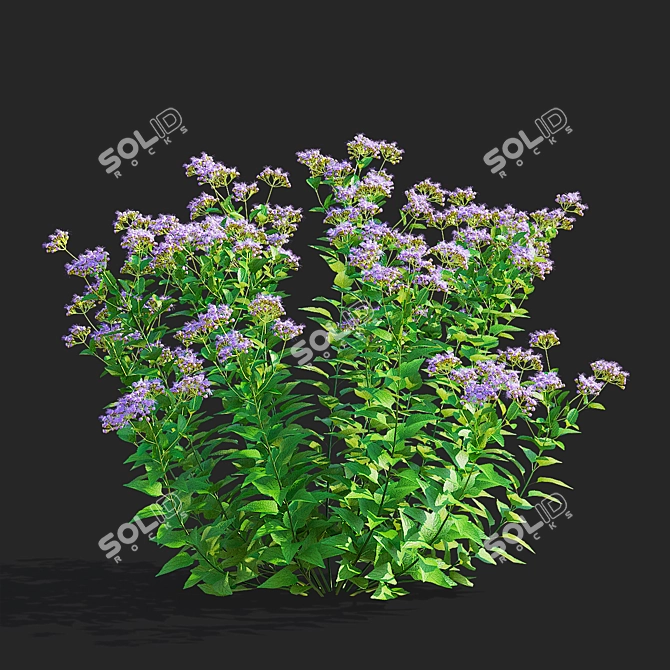 Conoclinium coelestinum Flower Set 3D model image 2
