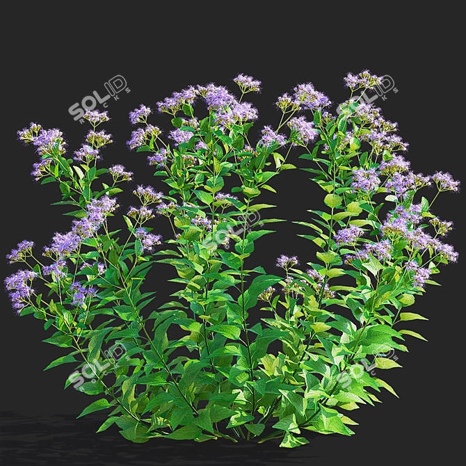Conoclinium coelestinum Flower Set 3D model image 4