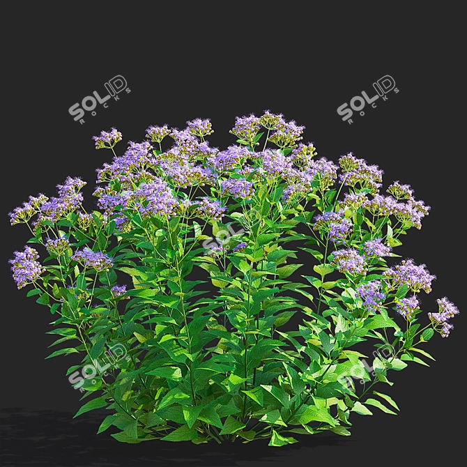 Conoclinium coelestinum Flower Set 3D model image 5