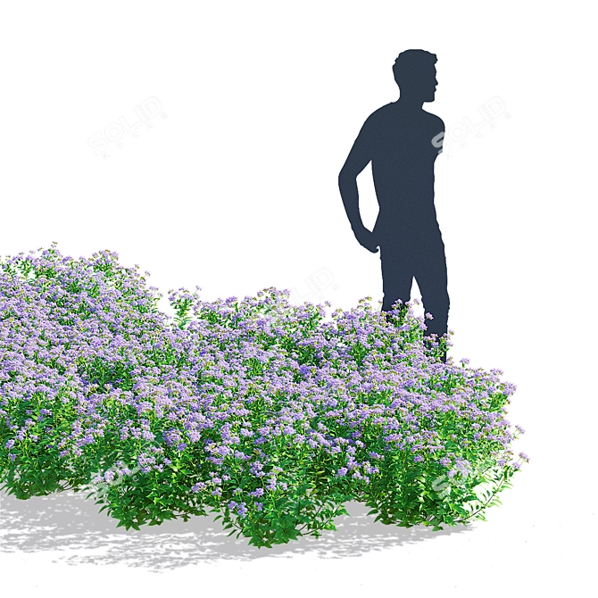 Conoclinium coelestinum Flower Set 3D model image 6