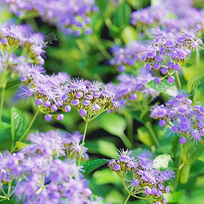 Conoclinium coelestinum Flower Set 3D model image 7