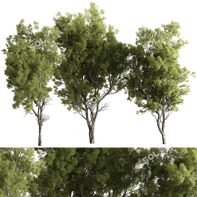 Evergreen Forest Needle Tree Set 3D model image 1