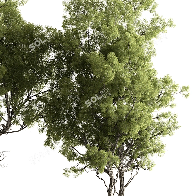 Evergreen Forest Needle Tree Set 3D model image 2