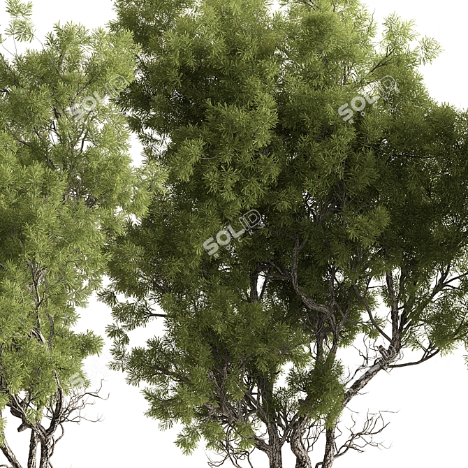 Evergreen Forest Needle Tree Set 3D model image 3