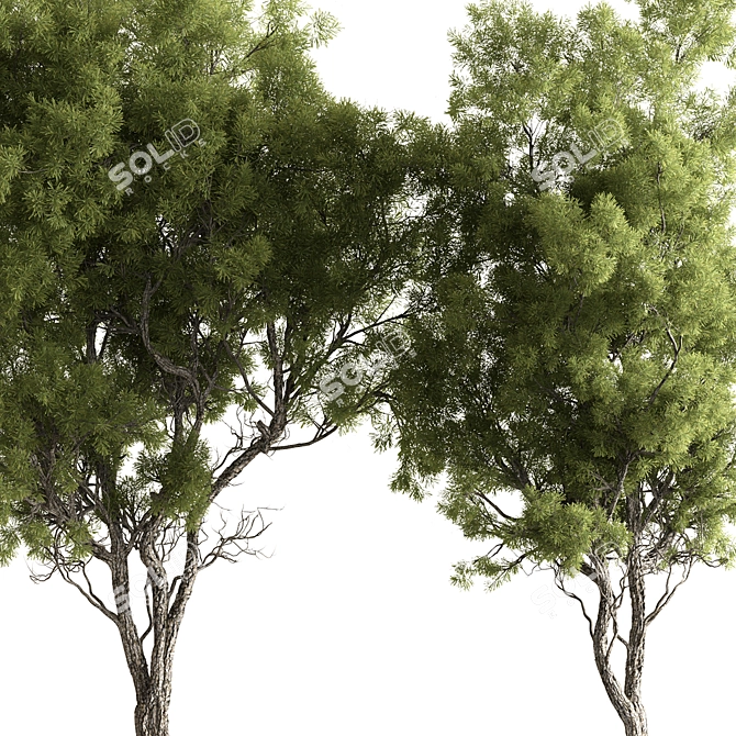 Evergreen Forest Needle Tree Set 3D model image 4