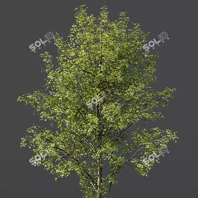 Majestic Tree 3D Models Pack 3D model image 2