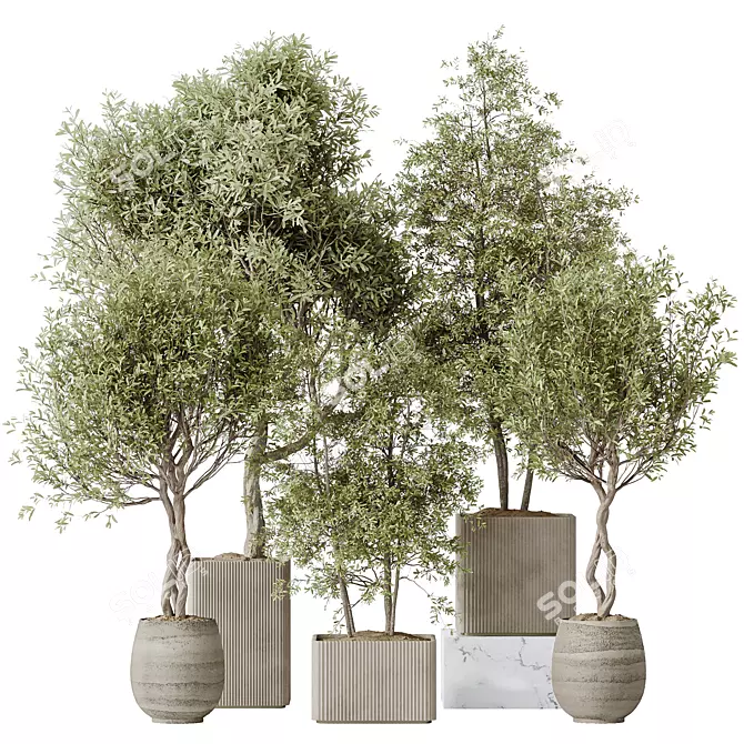 Elegant Olive Indoor Plant Set 3D model image 1