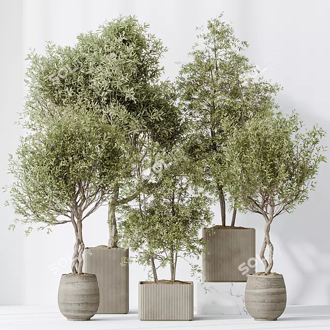 Elegant Olive Indoor Plant Set 3D model image 2