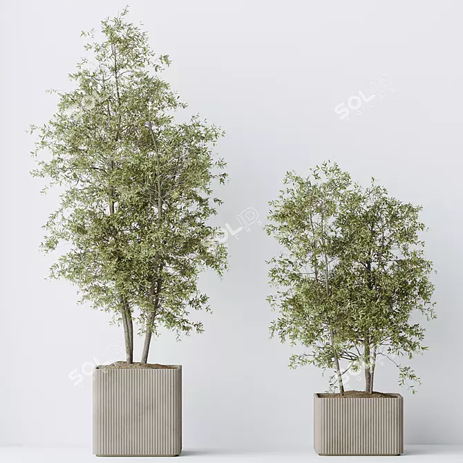 Elegant Olive Indoor Plant Set 3D model image 3