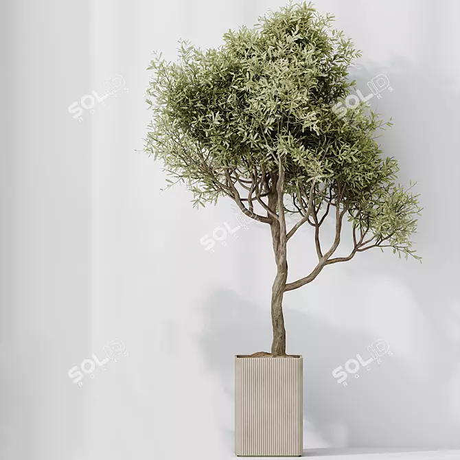 Elegant Olive Indoor Plant Set 3D model image 4