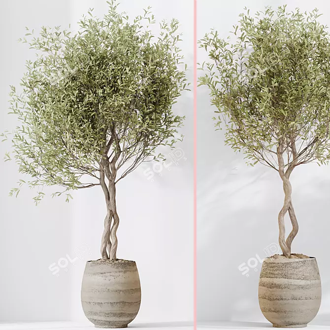 Elegant Olive Indoor Plant Set 3D model image 5