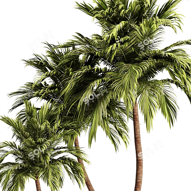 Tropical Palm Tree 3D Model 3D model image 3