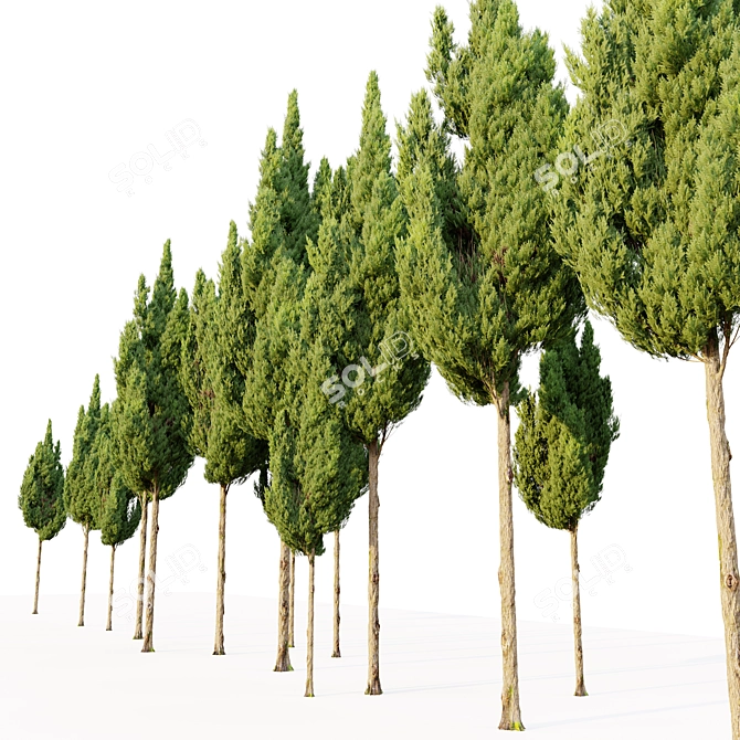 Juniperus Virginiana VRay Cedar Model 3D model image 2