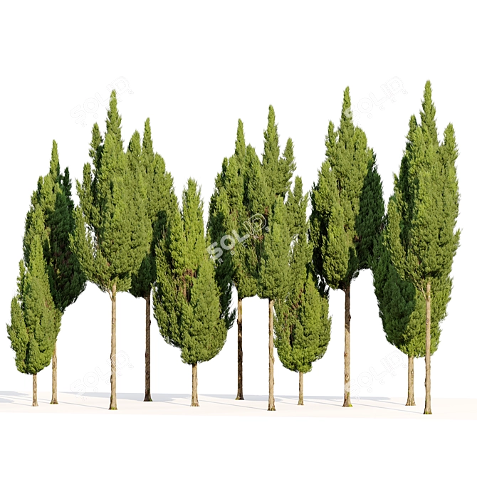 Juniperus Virginiana VRay Cedar Model 3D model image 3