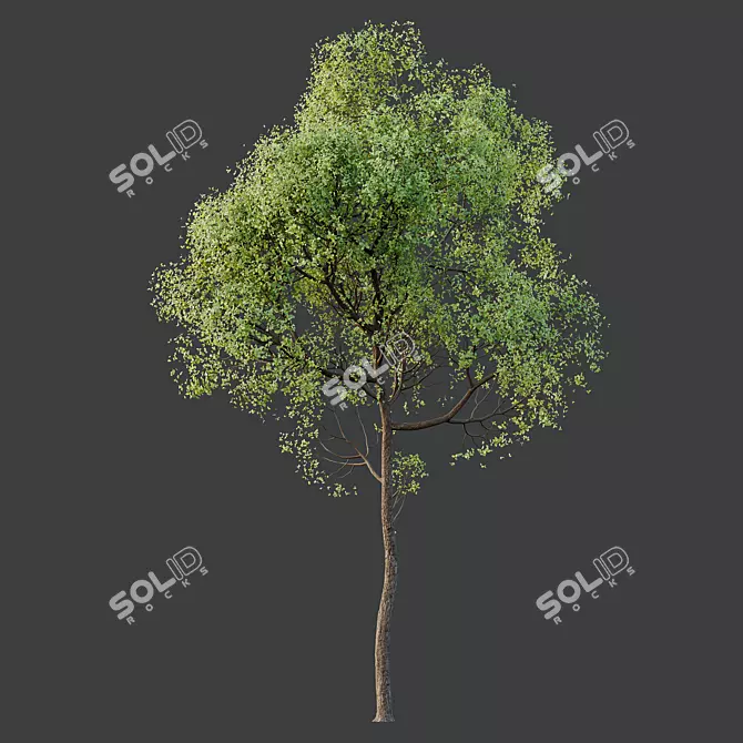 Spring Trees 3D Model Collection 3D model image 2