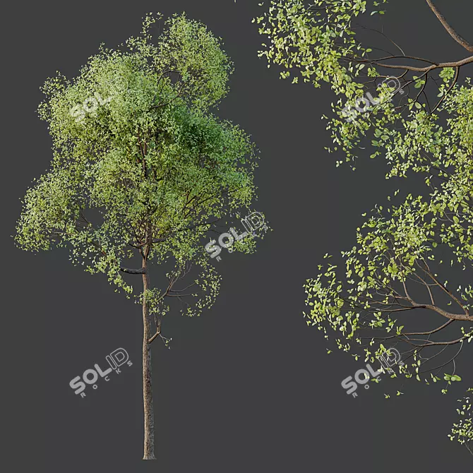 Spring Trees 3D Model Collection 3D model image 3