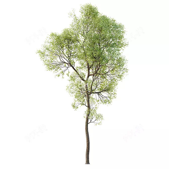 Spring Trees 3D Model Collection 3D model image 6