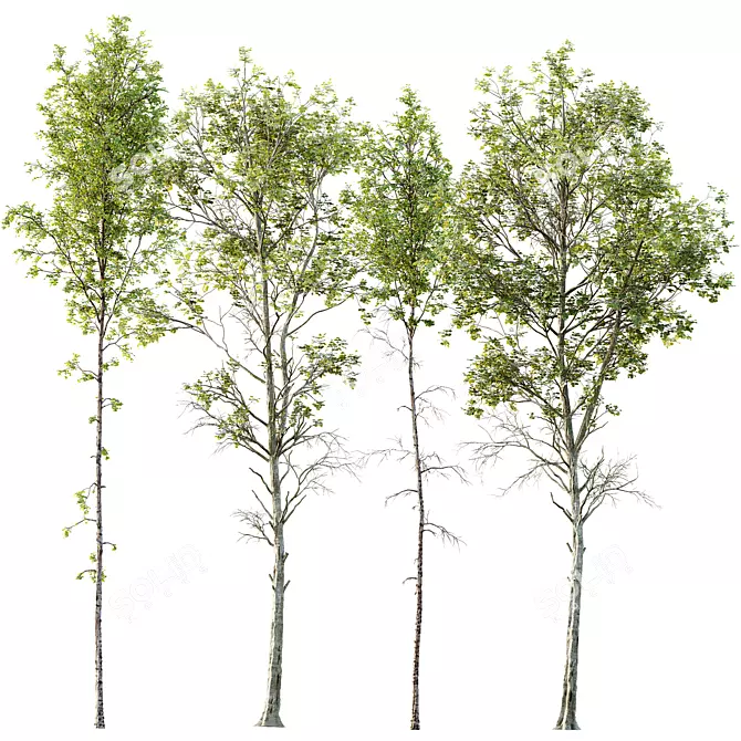 Spring Birch & Beech Tree 3D 3D model image 1