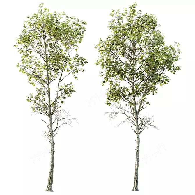 Spring Birch & Beech Tree 3D 3D model image 2