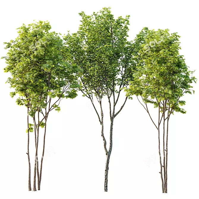 Spring Ash Maple Tree Model 3D model image 1