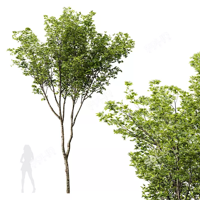 Spring Ash Maple Tree Model 3D model image 3