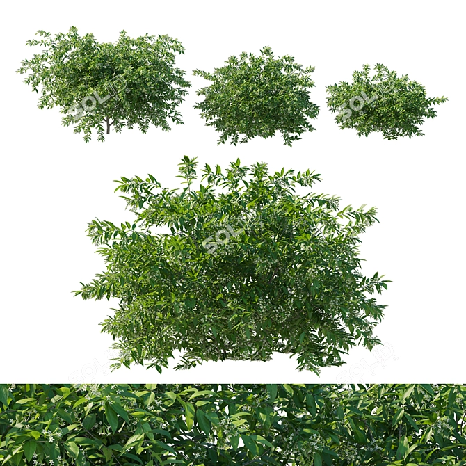 Night-blooming jasmine 3D Model 3D model image 1