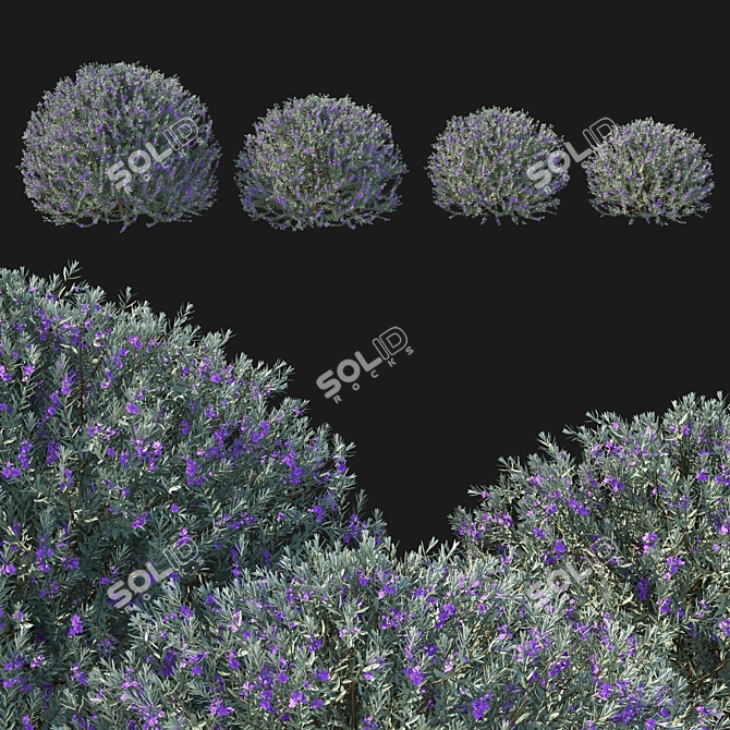 Eremophila Nivea Model 3D Rendering 3D model image 1
