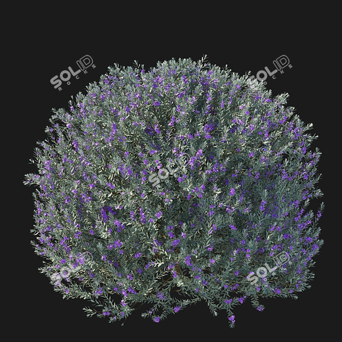 Eremophila Nivea Model 3D Rendering 3D model image 2