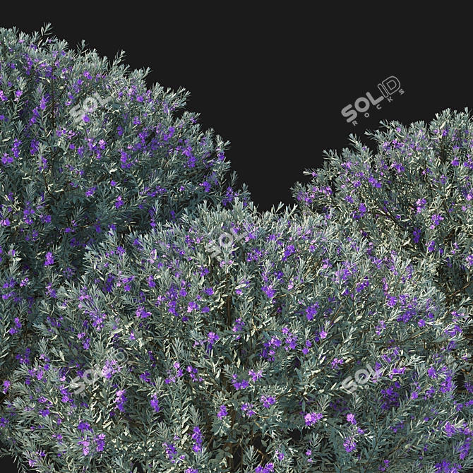 Eremophila Nivea Model 3D Rendering 3D model image 3