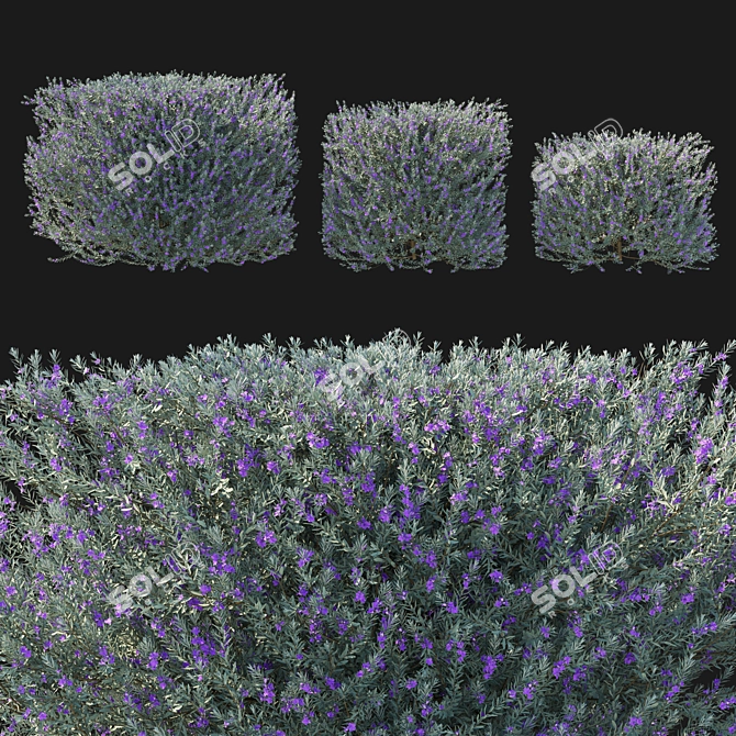 Eremophila Nivea 3D Model 2017 3D model image 1