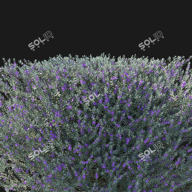 Eremophila Nivea 3D Model 2017 3D model image 3