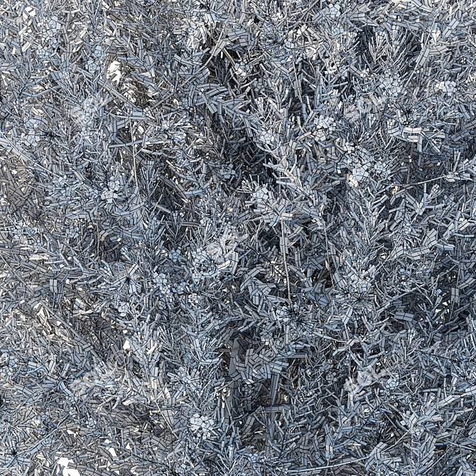 Eremophila Nivea 3D Model 2017 3D model image 4