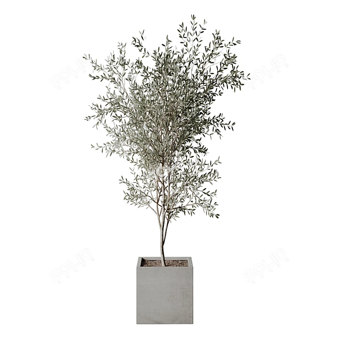 Realistic Olive Tree 3D Model 3D model image 4