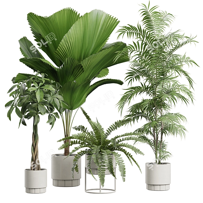 Exotic Indoor Plants Pack - 3D 3D model image 1