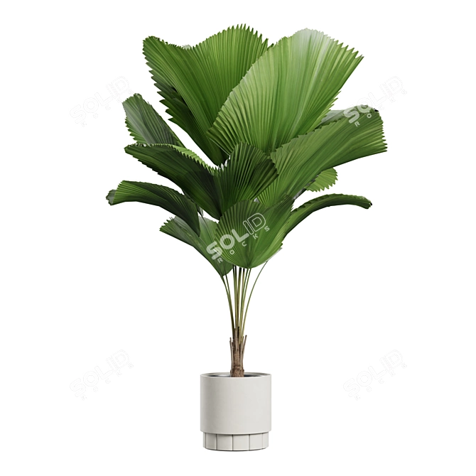 Exotic Indoor Plants Pack - 3D 3D model image 4