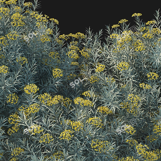 Premium Helichrysum italicum 3D Model 3D model image 3