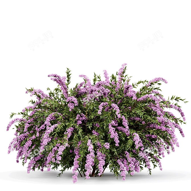 Grefsheim Flowering Shrub 3D Model 3D model image 3