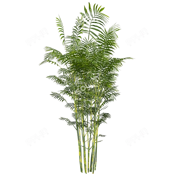 Chamaedorea Seifrizii Bamboo 3D Model 3D model image 4