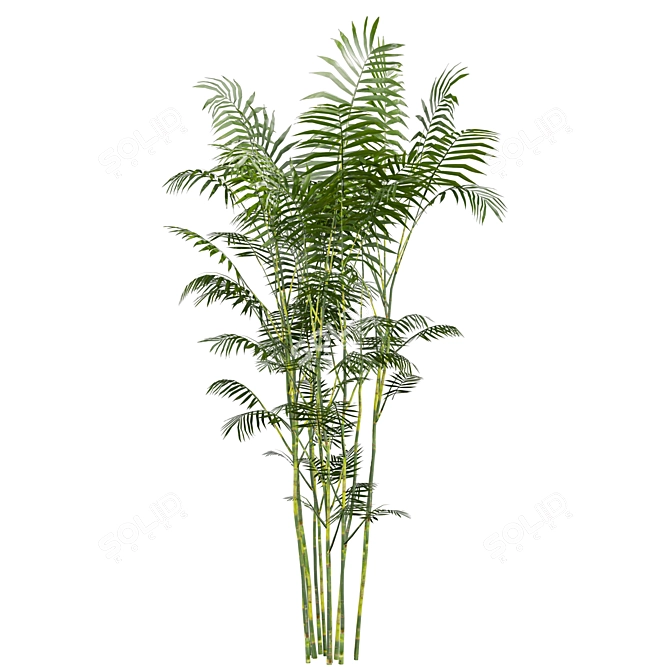 Chamaedorea Seifrizii Bamboo 3D Model 3D model image 5