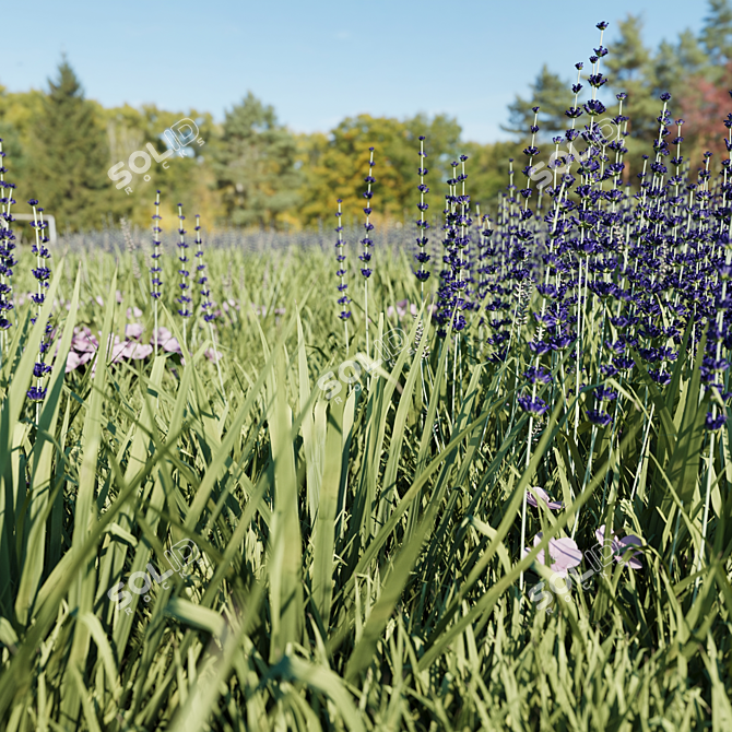 Lavender Meadow 3D Model 3D model image 2