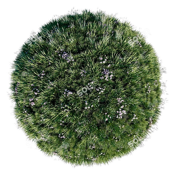 Lavender Meadow 3D Model 3D model image 4