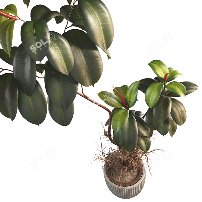 3D Plant & Decor Objects Bundle 3D model image 5