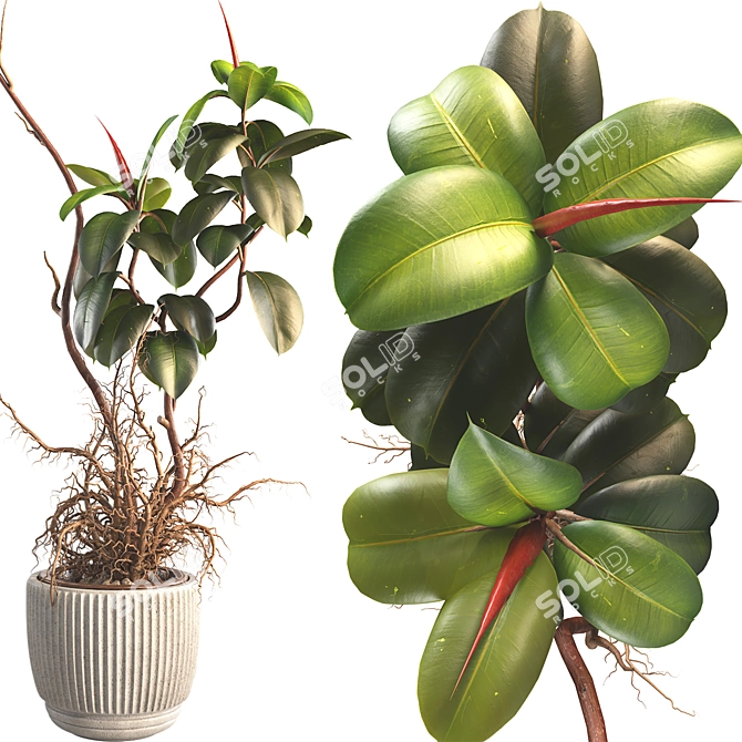 3D Plant & Decor Objects Bundle 3D model image 6