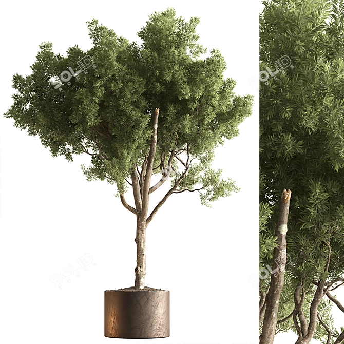 Tree in Pot, Indoor Plant 3D model image 1