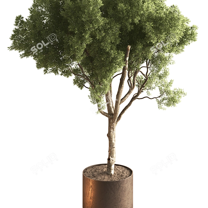 Tree in Pot, Indoor Plant 3D model image 2