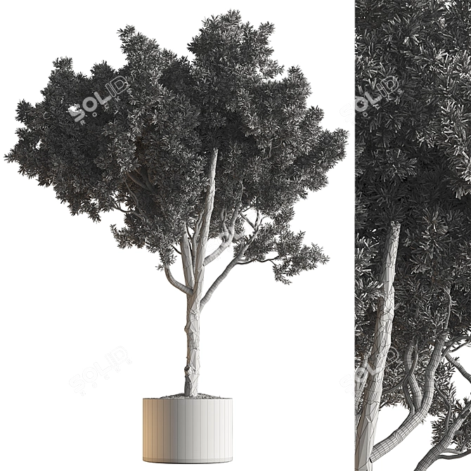 Tree in Pot, Indoor Plant 3D model image 4