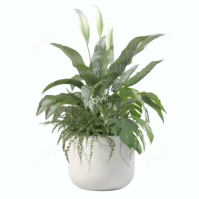 Monstera Fern Peace Lily Bundle 3D model image 4